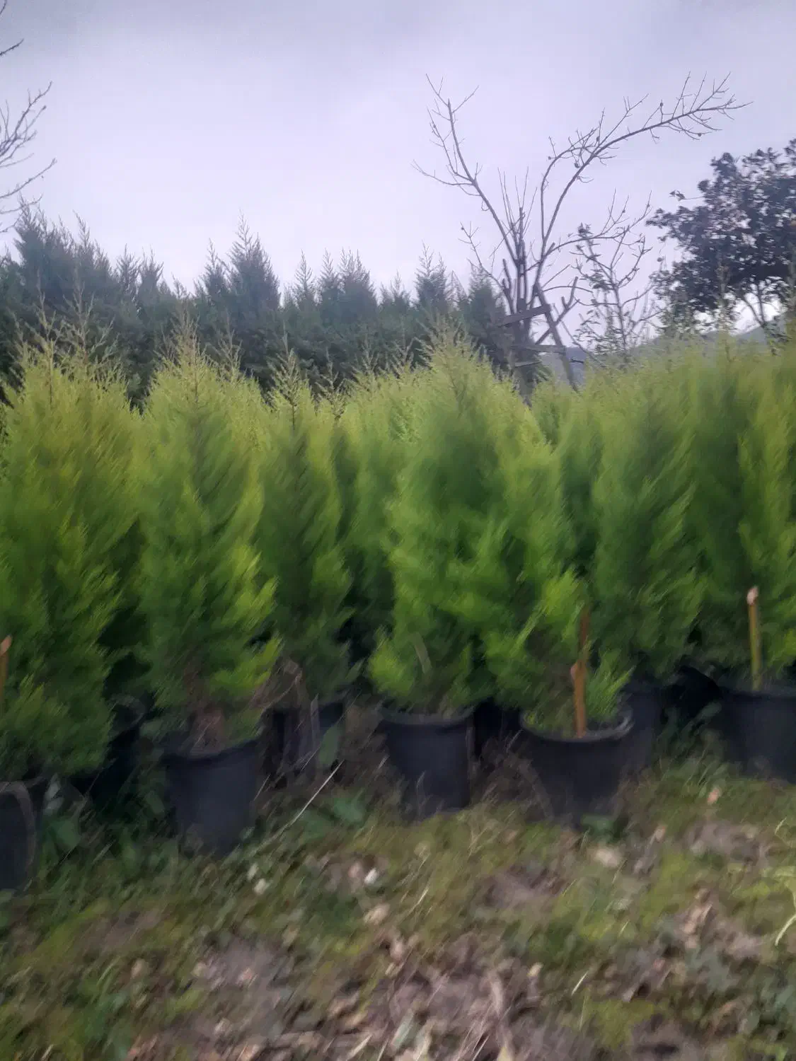 فروش لاوسون|گل و گیاه طبیعی|واجارگاه, |دیوار