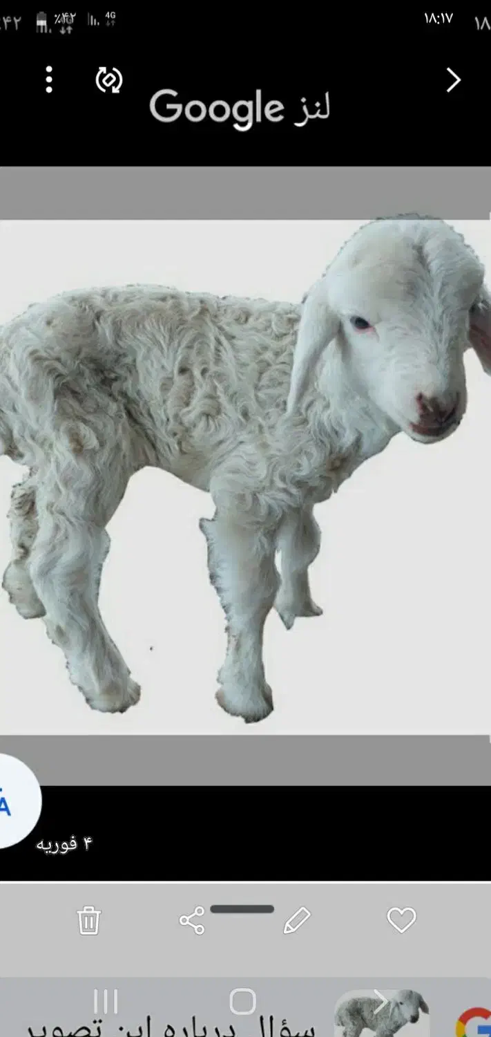 بره شیری و لاغر|حیوانات مزرعه|سرپل ذهاب, |دیوار