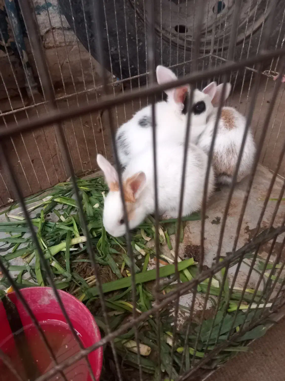 نداشتن جا|موش و خرگوش|سمنان, |دیوار