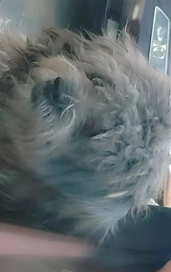 یک سگ پشمالوی گمشده امروزعصر ساعت ۱۹|سگ|نوشهر, |دیوار