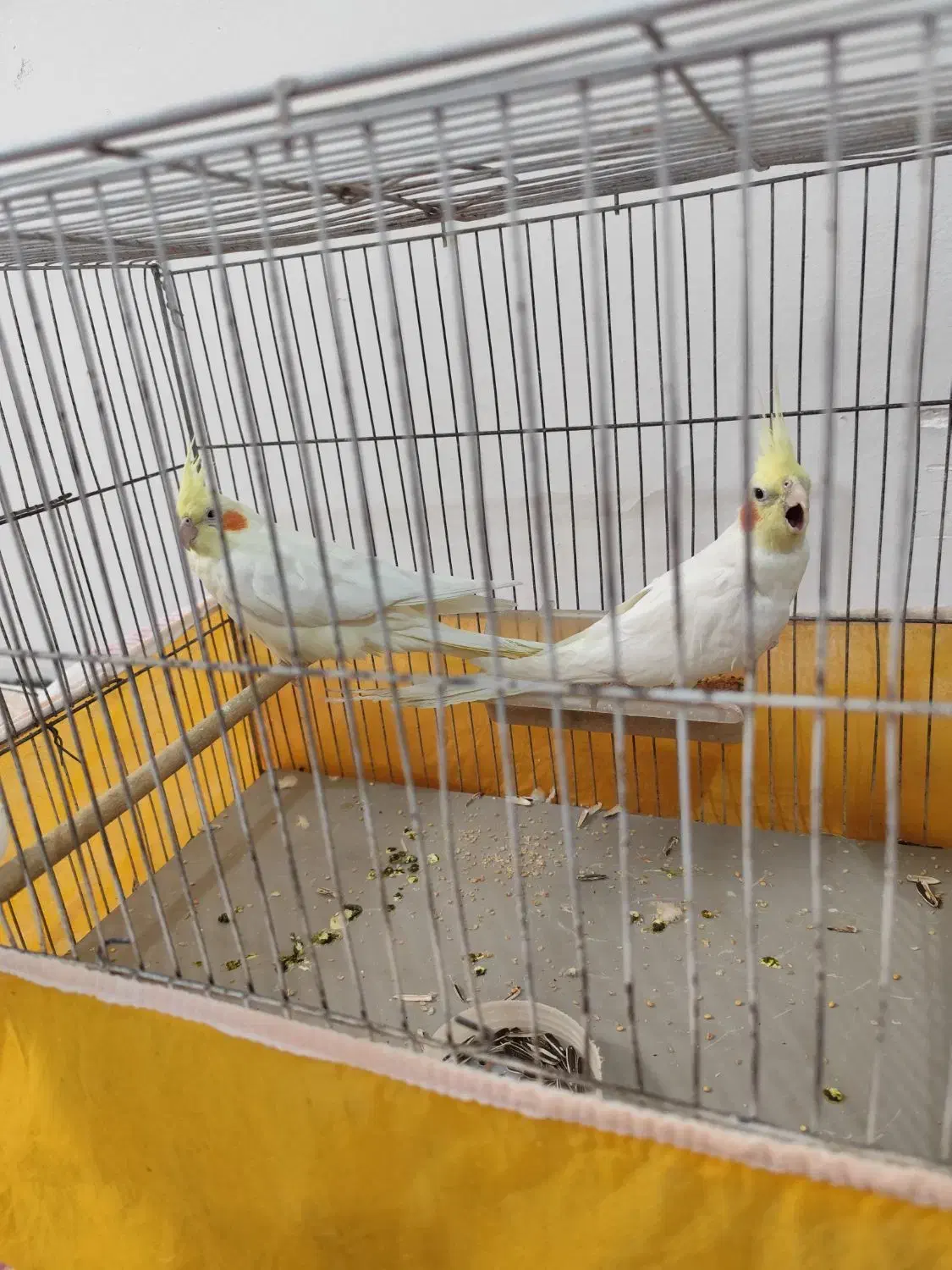 جفت عروس هلندی|پرنده|سیرجان, |دیوار