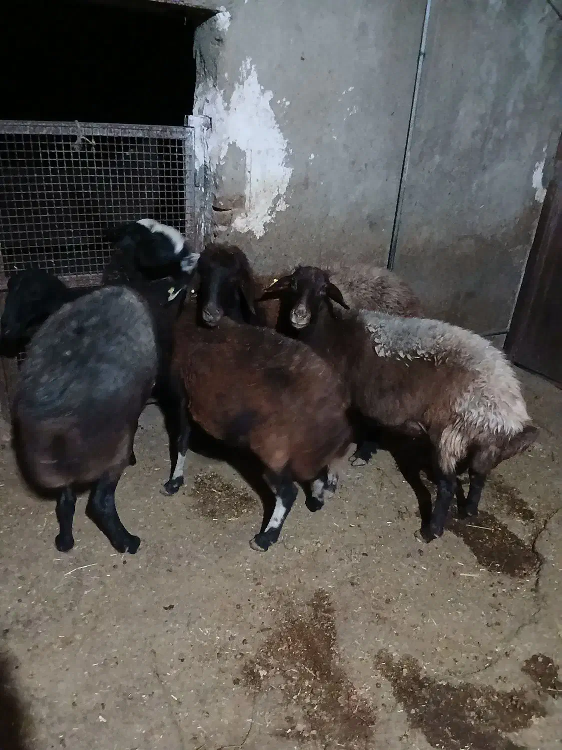 میش چاق کشتاری|حیوانات مزرعه|شیروان (لرستان), |دیوار