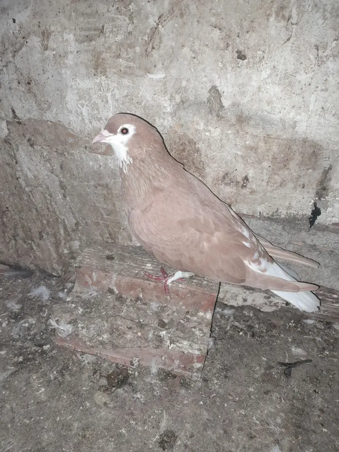 کبوتر رنگی|پرنده|گنبد کاووس, |دیوار