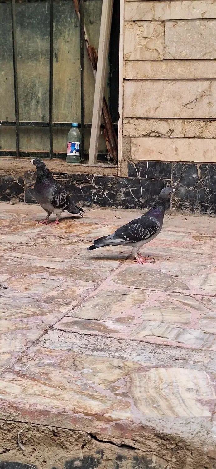 یه جفت کوهی|پرنده|شیراز, شاه قلی بیگی|دیوار