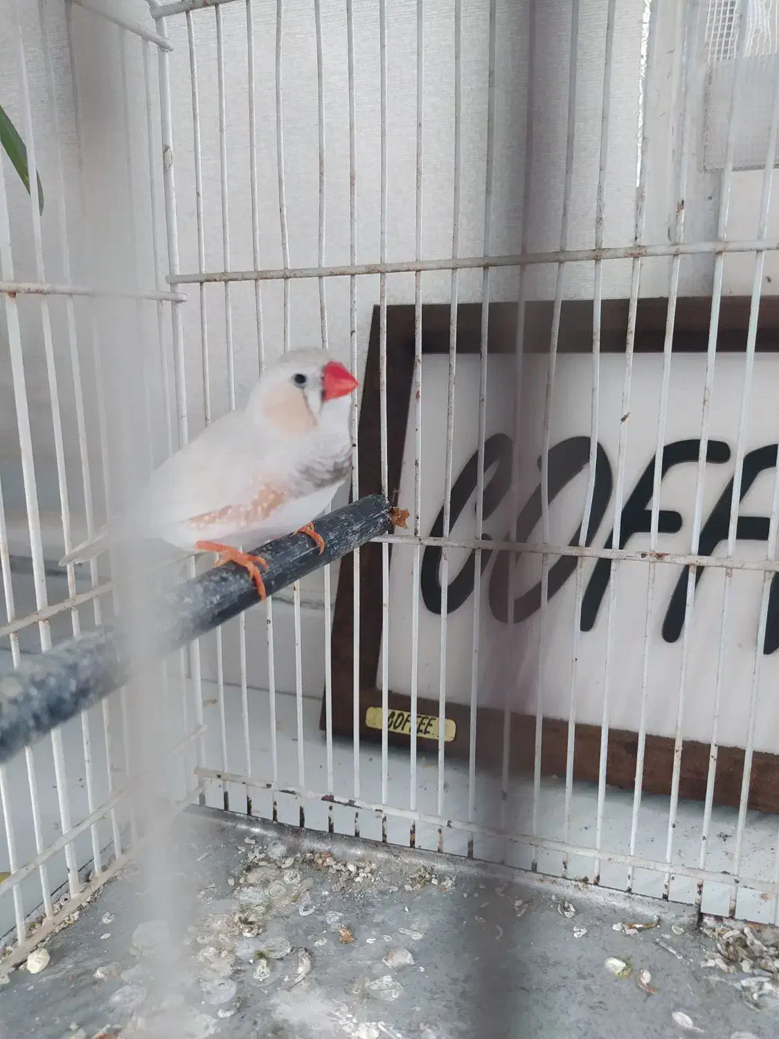 فنچ بالغ نر|پرنده|تهران, کیانشهر|دیوار