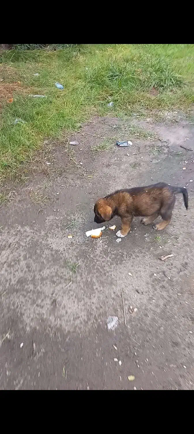 توله دورگ سرابی|سگ|عباسآباد, |دیوار