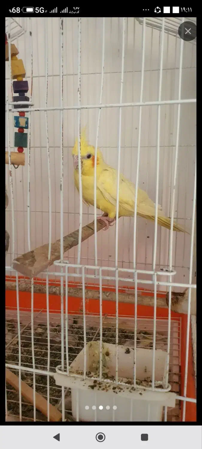 ۲ عدد عروس هلندی جفت|پرنده|گنبد کاووس, |دیوار