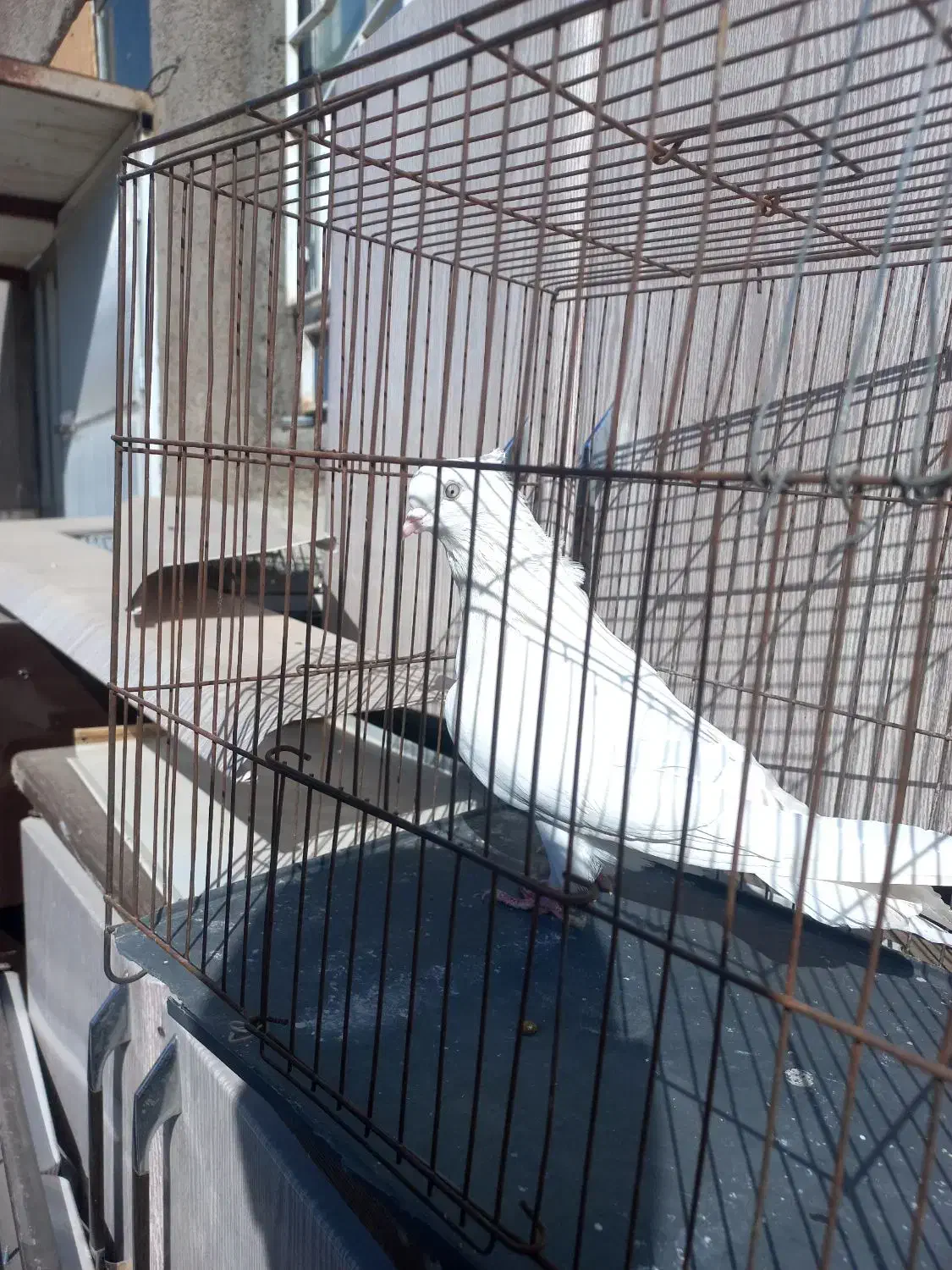 طوقی ودوکت، نراراکی،سرور، نوک ریز سینه ای|پرنده|اردکان, |دیوار