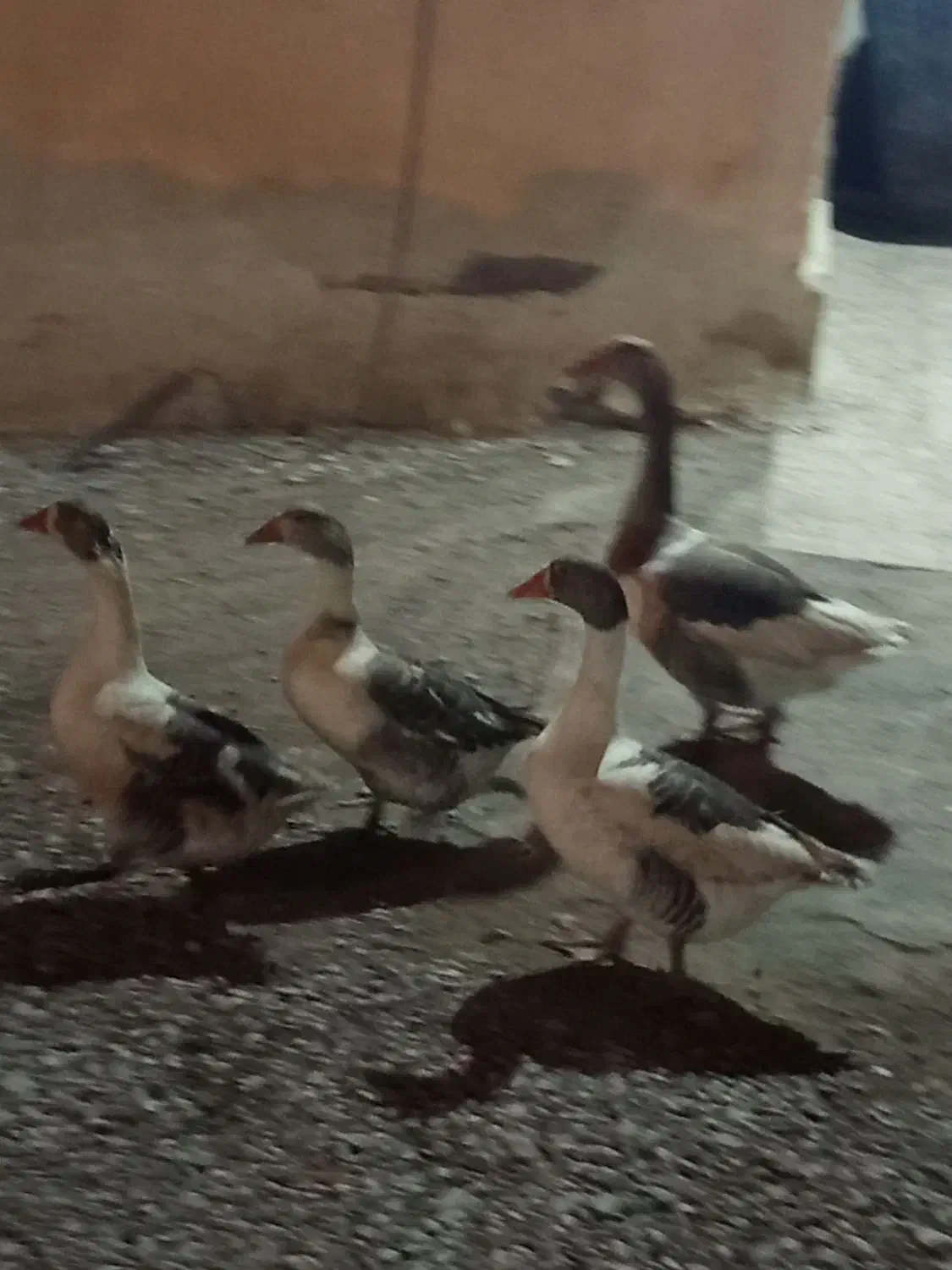 غاز|حیوانات مزرعه|زابل, |دیوار