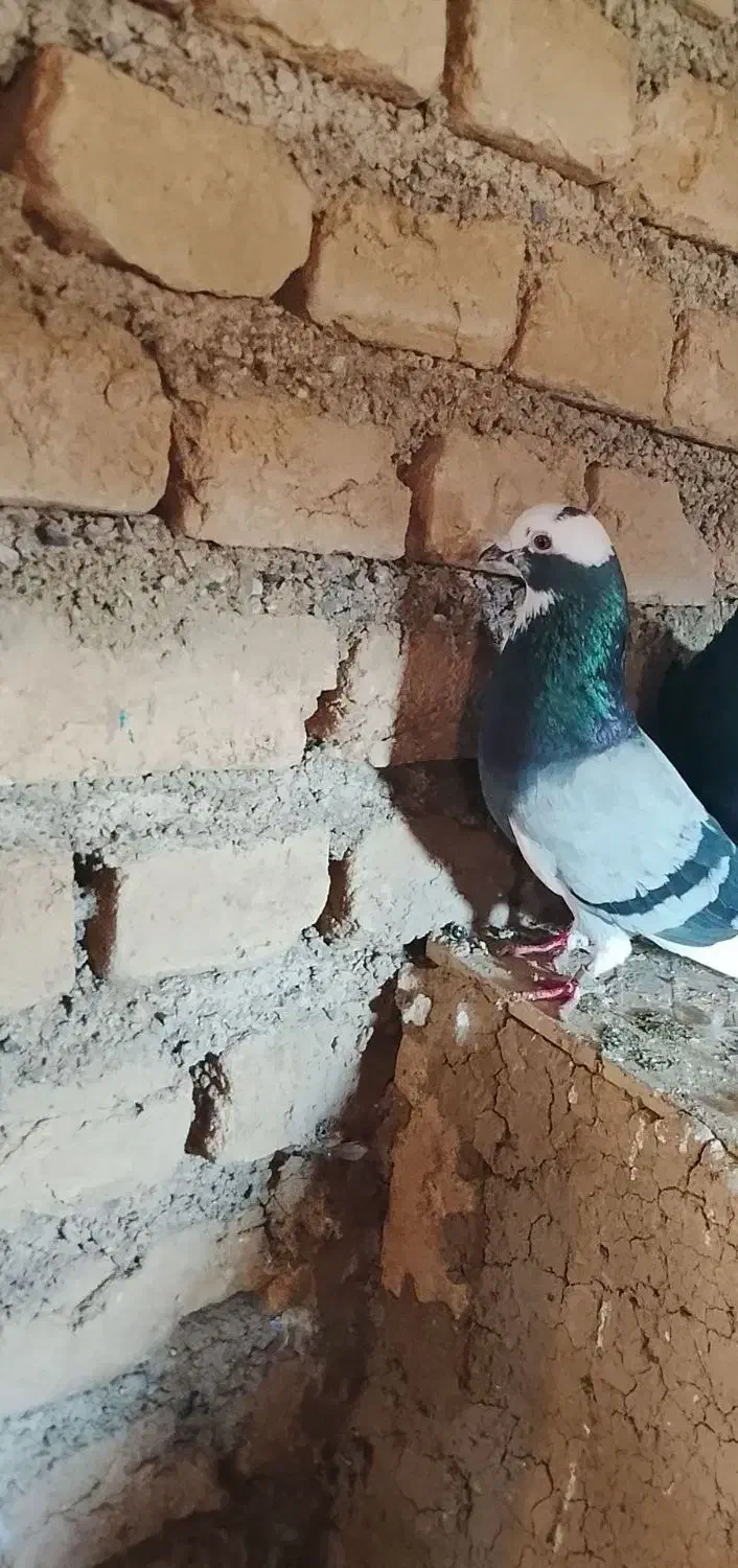 3تا تکپر زمانتی|پرنده|گرگان, |دیوار