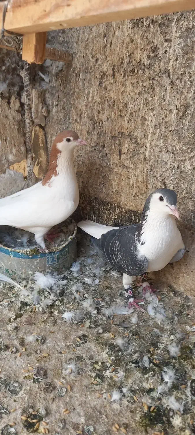 کفتر ساده چادری شهرستانی|پرنده|بومهن, |دیوار
