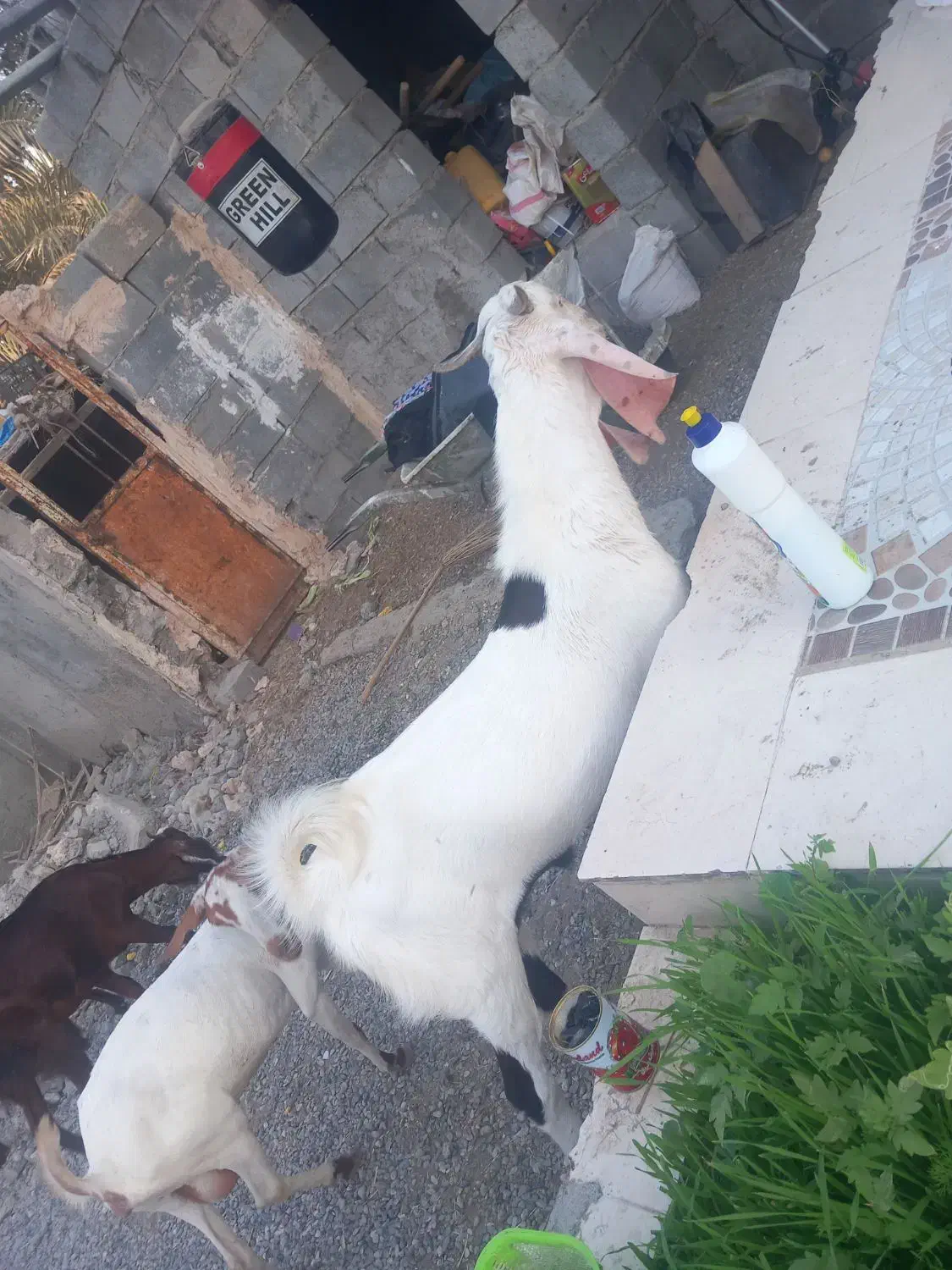 3عدد چپشت ۲ تا گلابی یکی پنجاب دوتا هم کهر اوس سر|حیوانات مزرعه|میناب, |دیوار