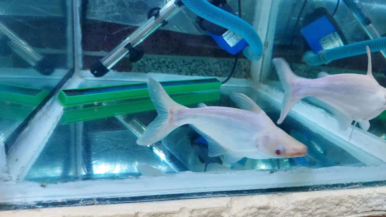 اگواریم 6 میل باکل وسایل|ماهی|اردبیل, |دیوار