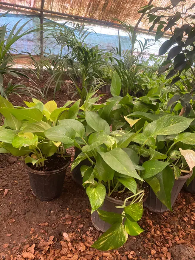 فروش انواع گل ها مستقیم از گلخانه|گل و گیاه طبیعی|رشت, شهرک قدس|دیوار