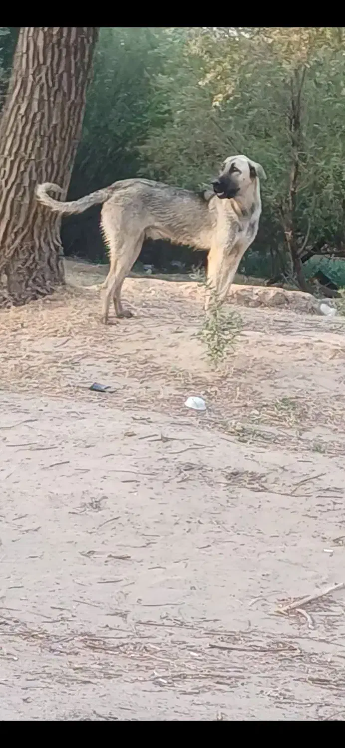 گمشده در کشاورز|حیوانات|کشاورز, |دیوار