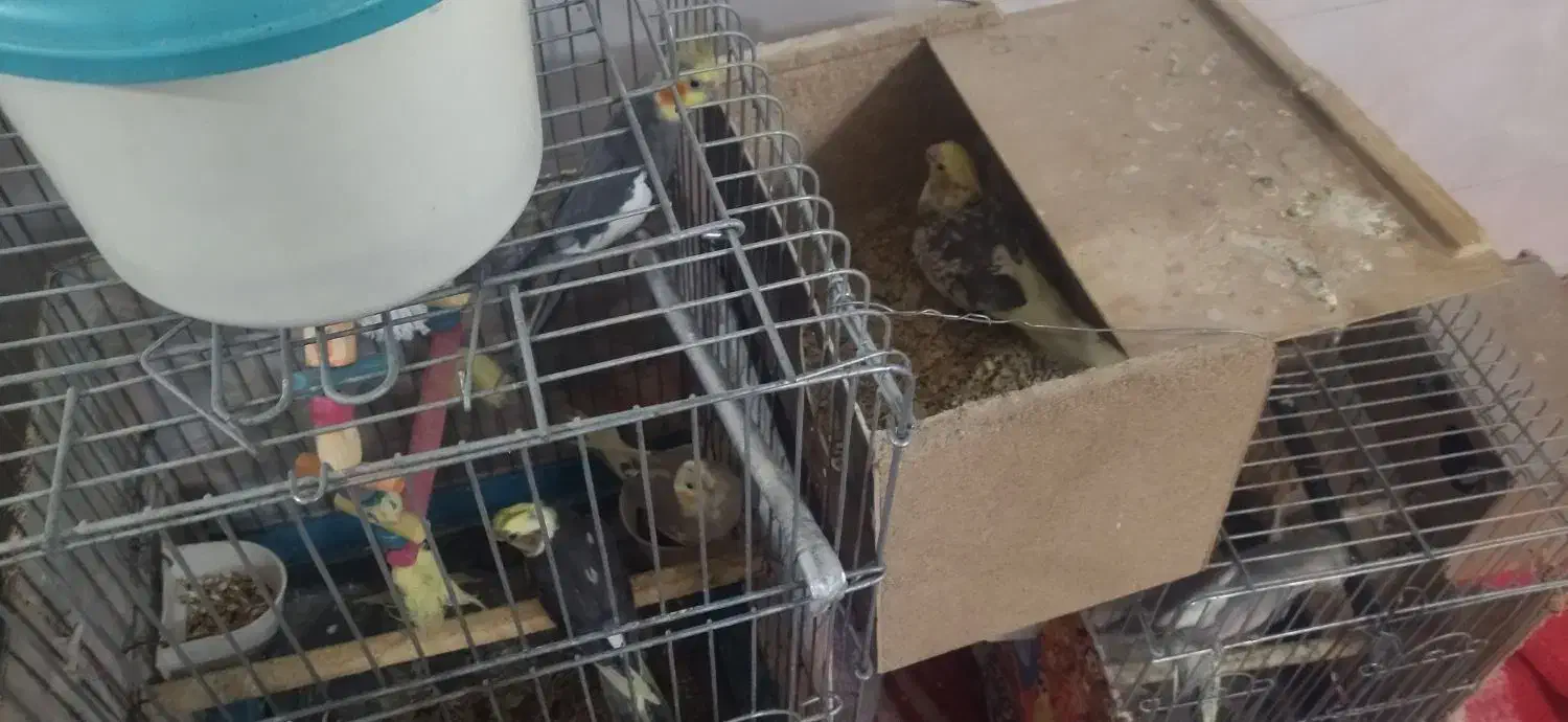 عروس هلندی|پرنده|اردکان, |دیوار