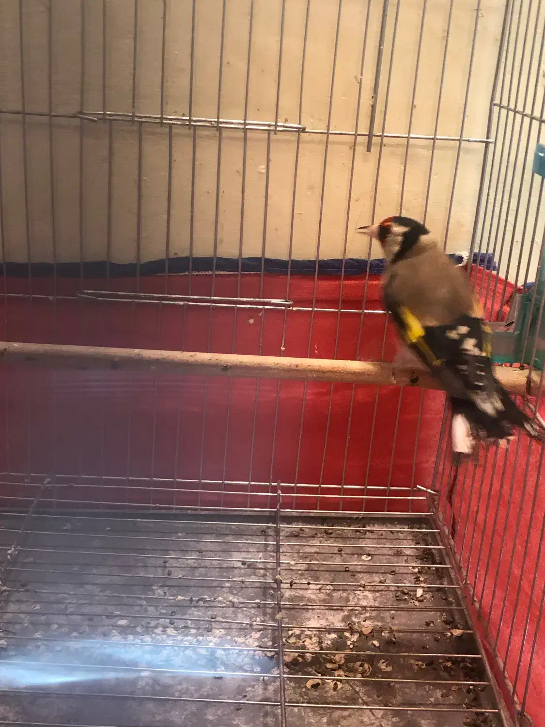 سهره نر سرمایی|پرنده|همدان, |دیوار