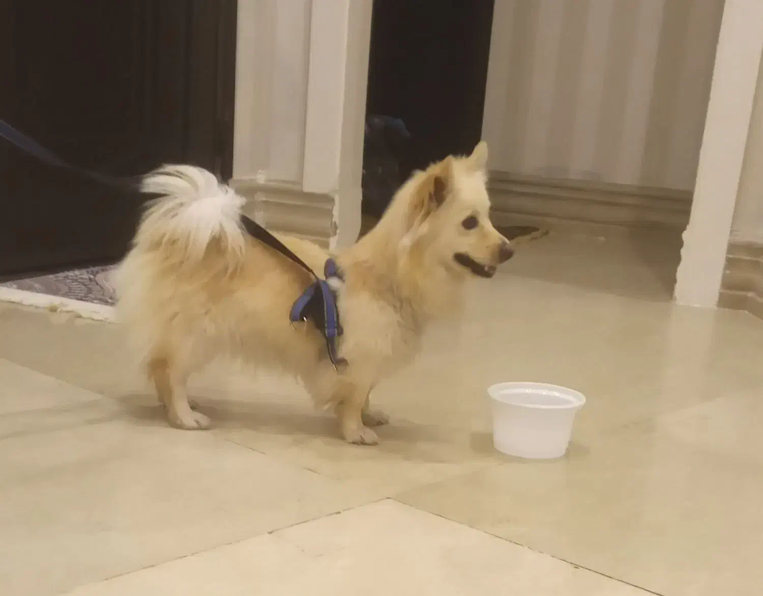 سگ‌خانگی|سگ|سلماس, |دیوار