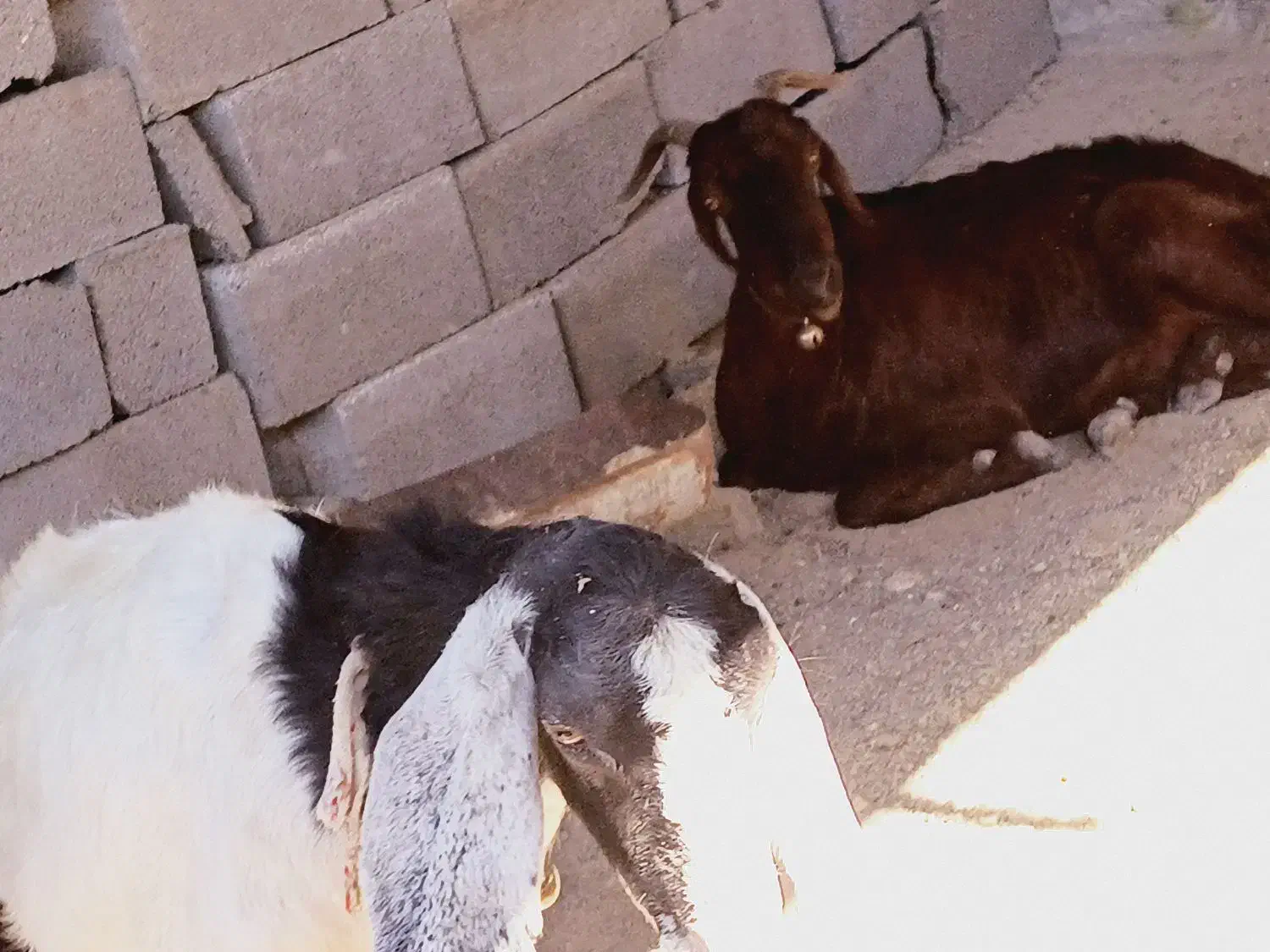 4عدد بز ویک پاچن|حیوانات مزرعه|چابهار, |دیوار