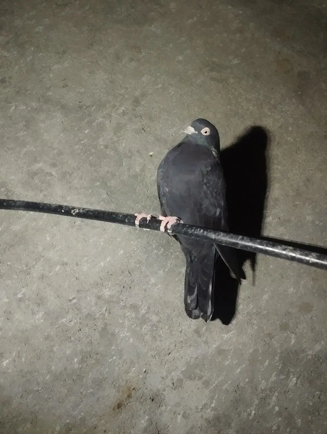 کفتر زاغ|پرنده|رودان, |دیوار