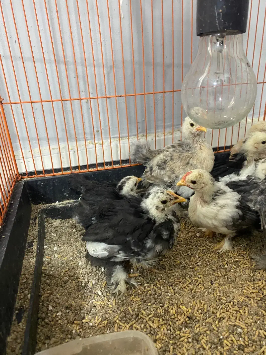 جوجه کوشین|حیوانات مزرعه|رشت, فخب|دیوار