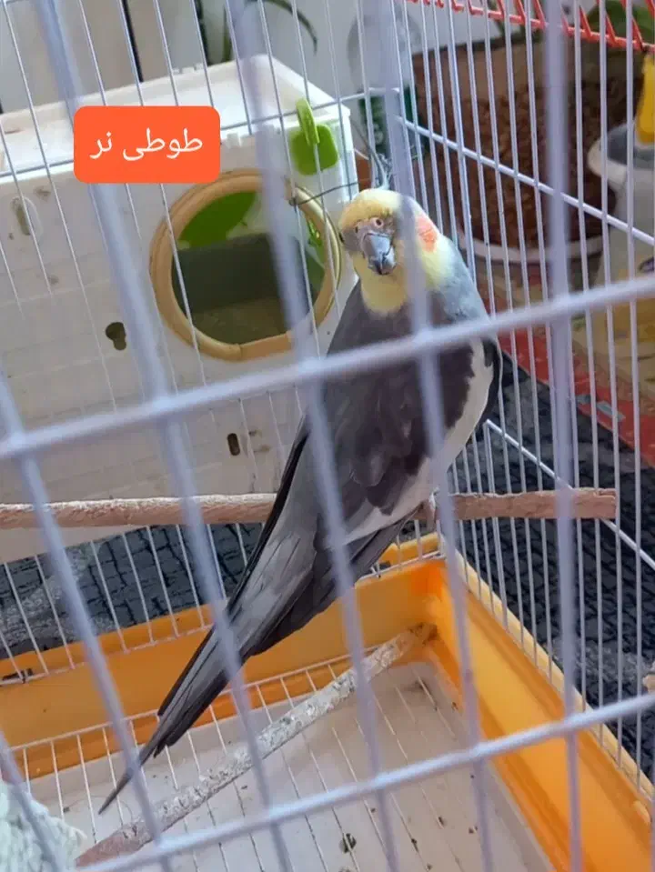 ۳ تا طوطی با قفس|پرنده|آمل, |دیوار