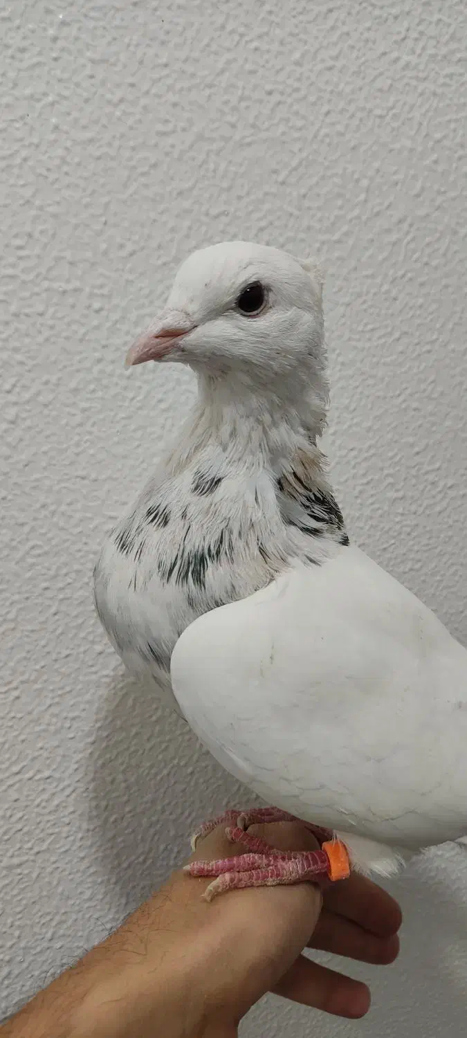 6 تا طوقی  نر خوب  دونه 375|پرنده|شاهین‌شهر, فیض|دیوار