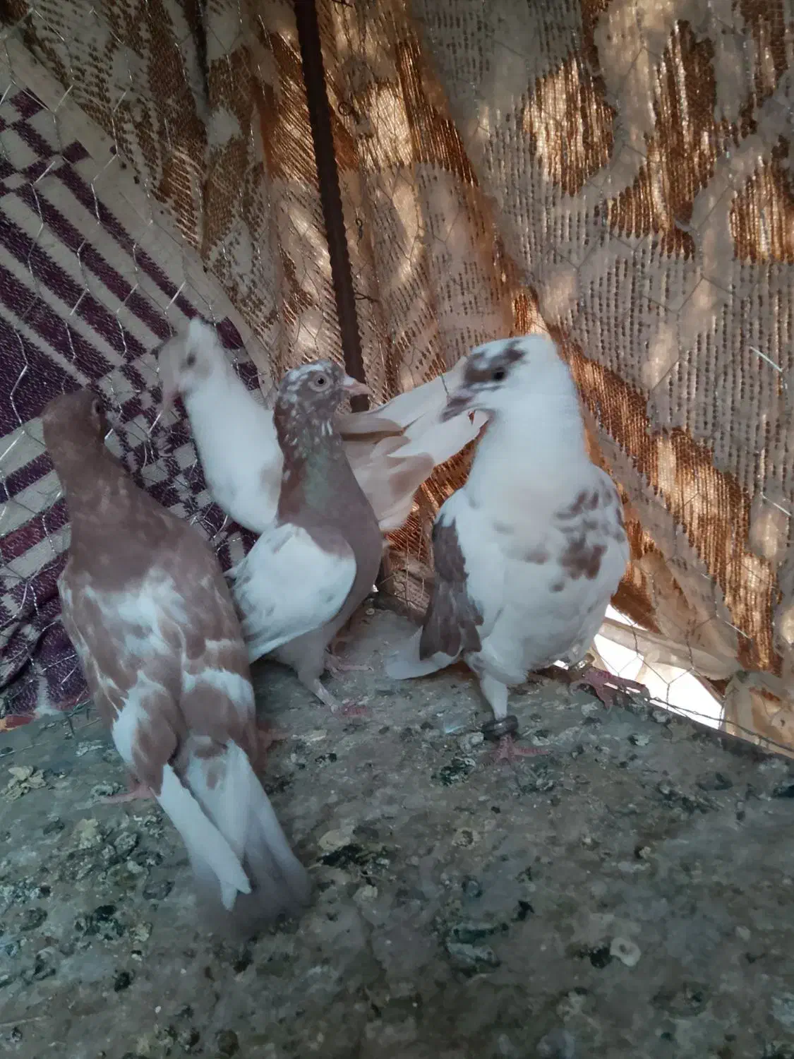 کفتر رنگه|پرنده|آیسک, |دیوار