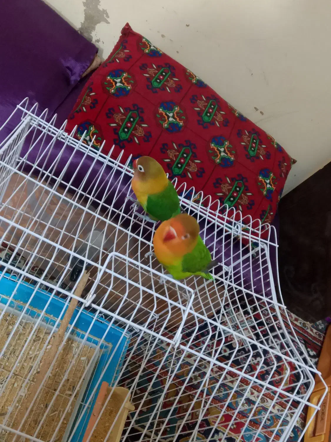 سلام یک جفت کوتوله ماده رام نر رام نیست|پرنده|چابهار, |دیوار