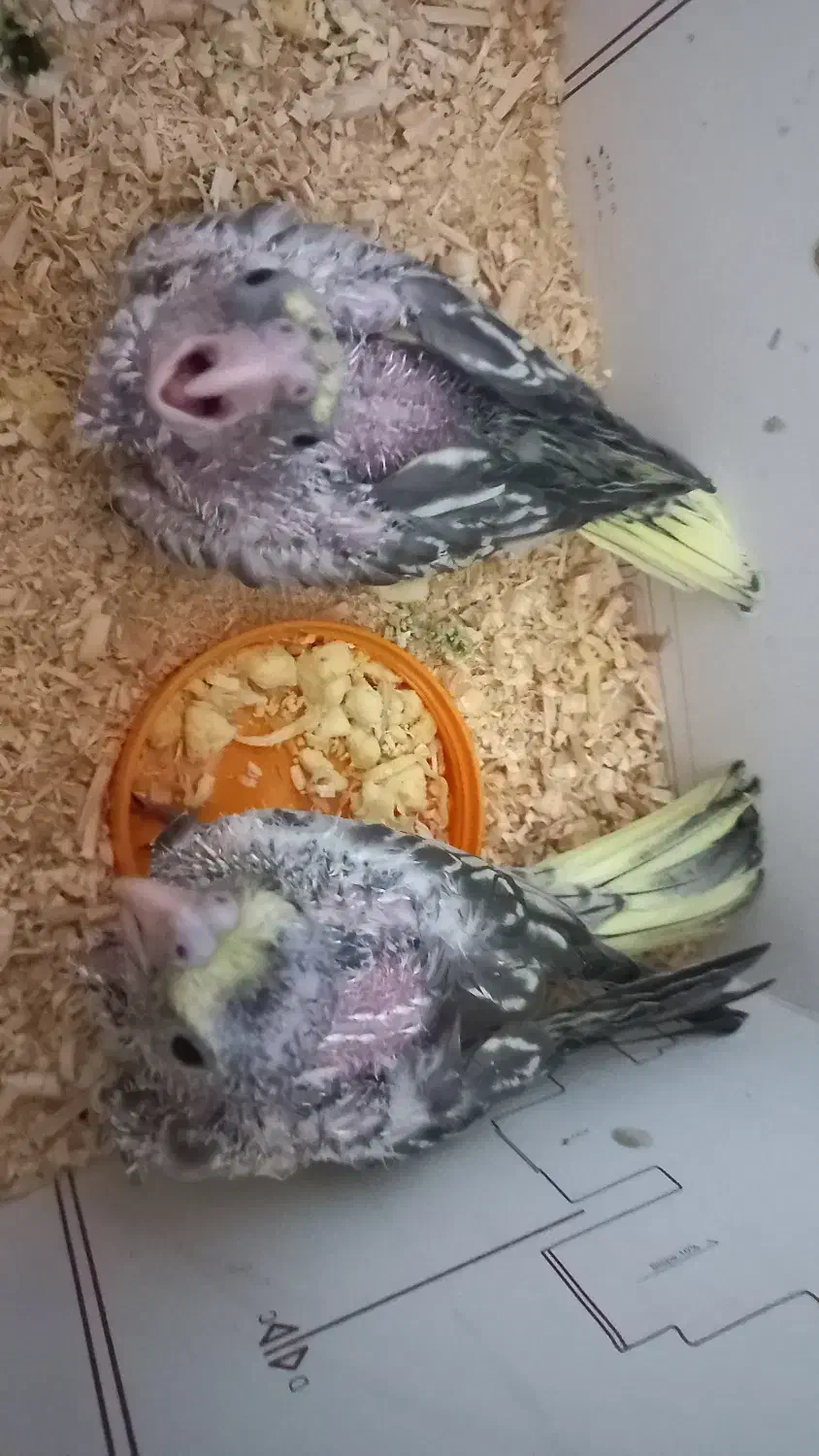 جوجه عروس هلندی طاووسی|پرنده|مشهد, عامل|دیوار