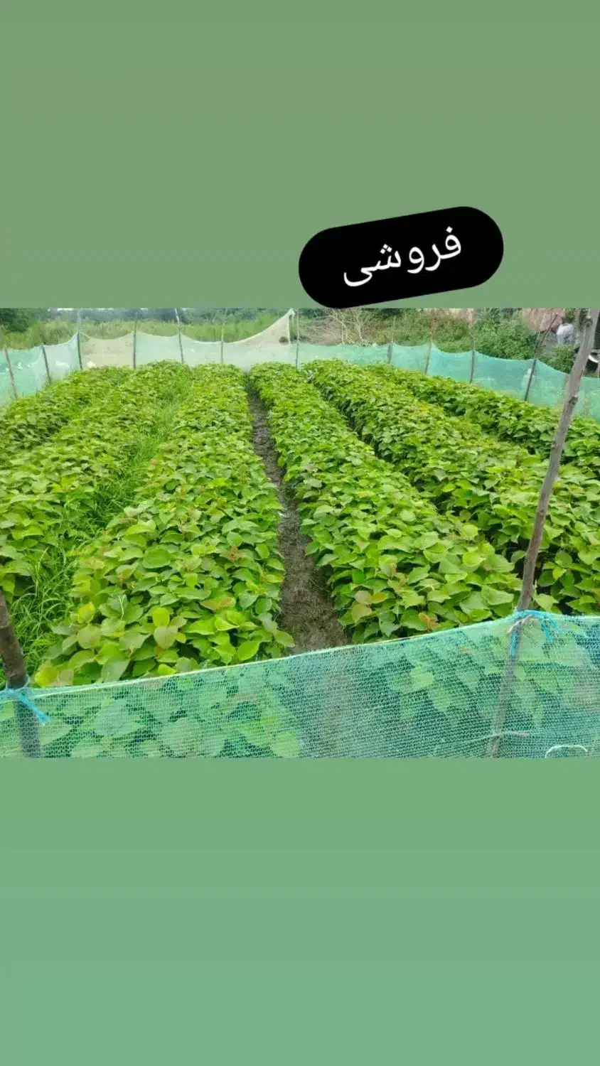 نهالستان کیوی درجه یک|گل و گیاه طبیعی|حویق, |دیوار