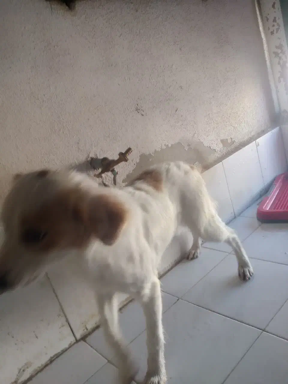 واگذاری رایگان نیست|سگ|پرند, فاز ۶|دیوار