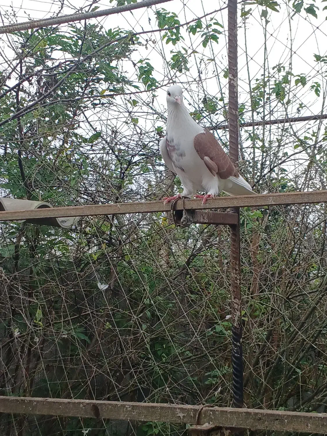 ۵کبوتر پرشی به شرط نطفه وپرش|پرنده|رشت, حومه رشت|دیوار