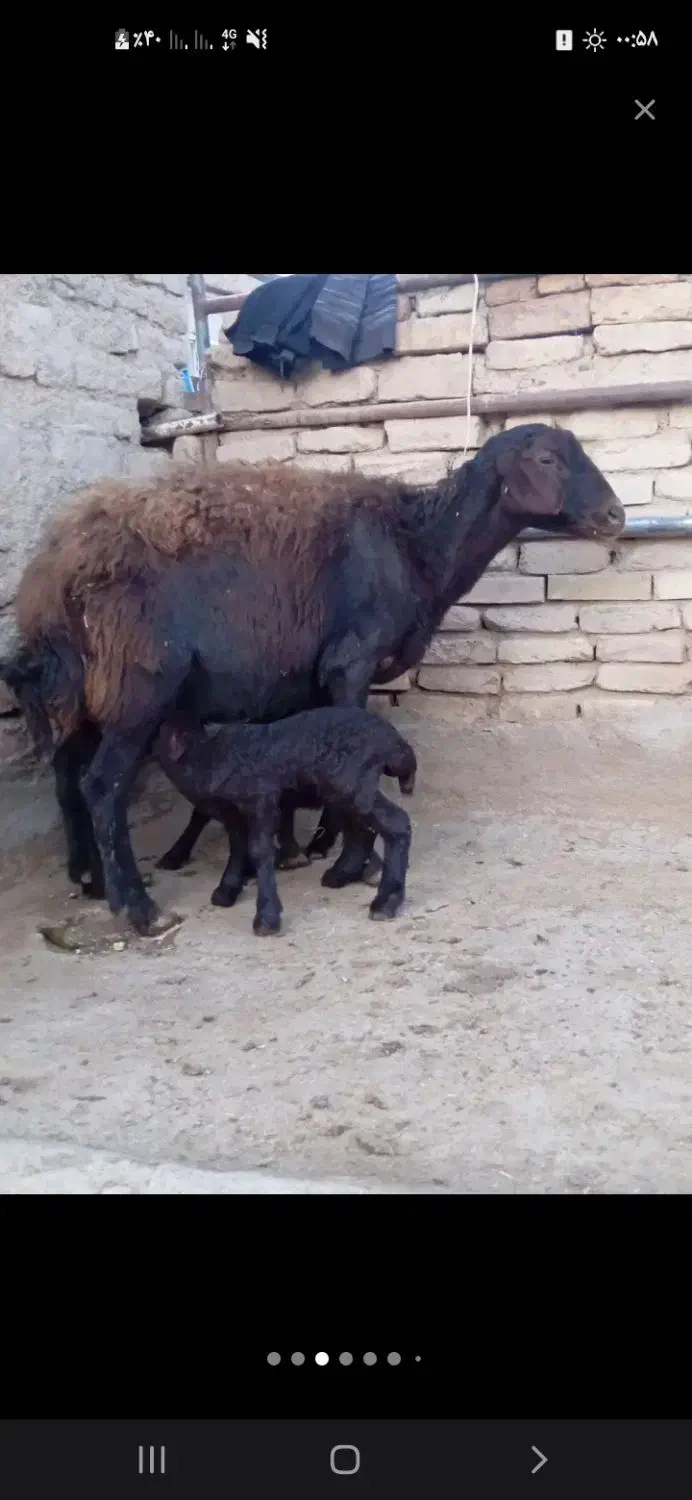 ۹ عدد معاوضه باماشین فقط معاوضه|حیوانات مزرعه|نیشابور, فضل|دیوار