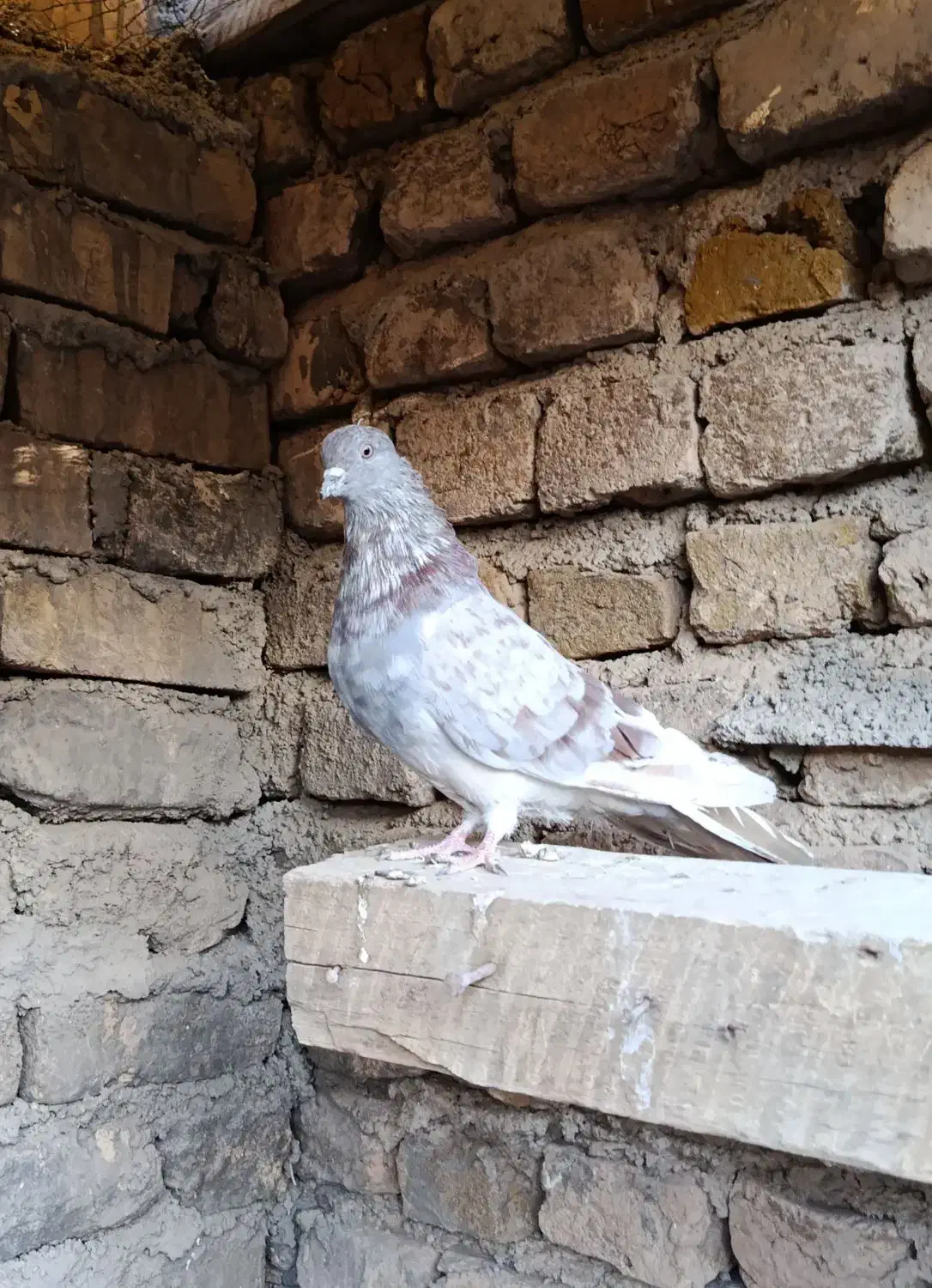 کبوتر|پرنده|صائین قلعه, |دیوار