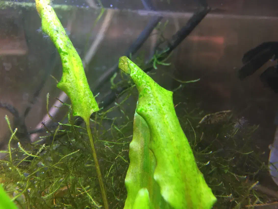 فروش فوری آکواریوم گیاهی|ماهی|شیراز, رازی|دیوار