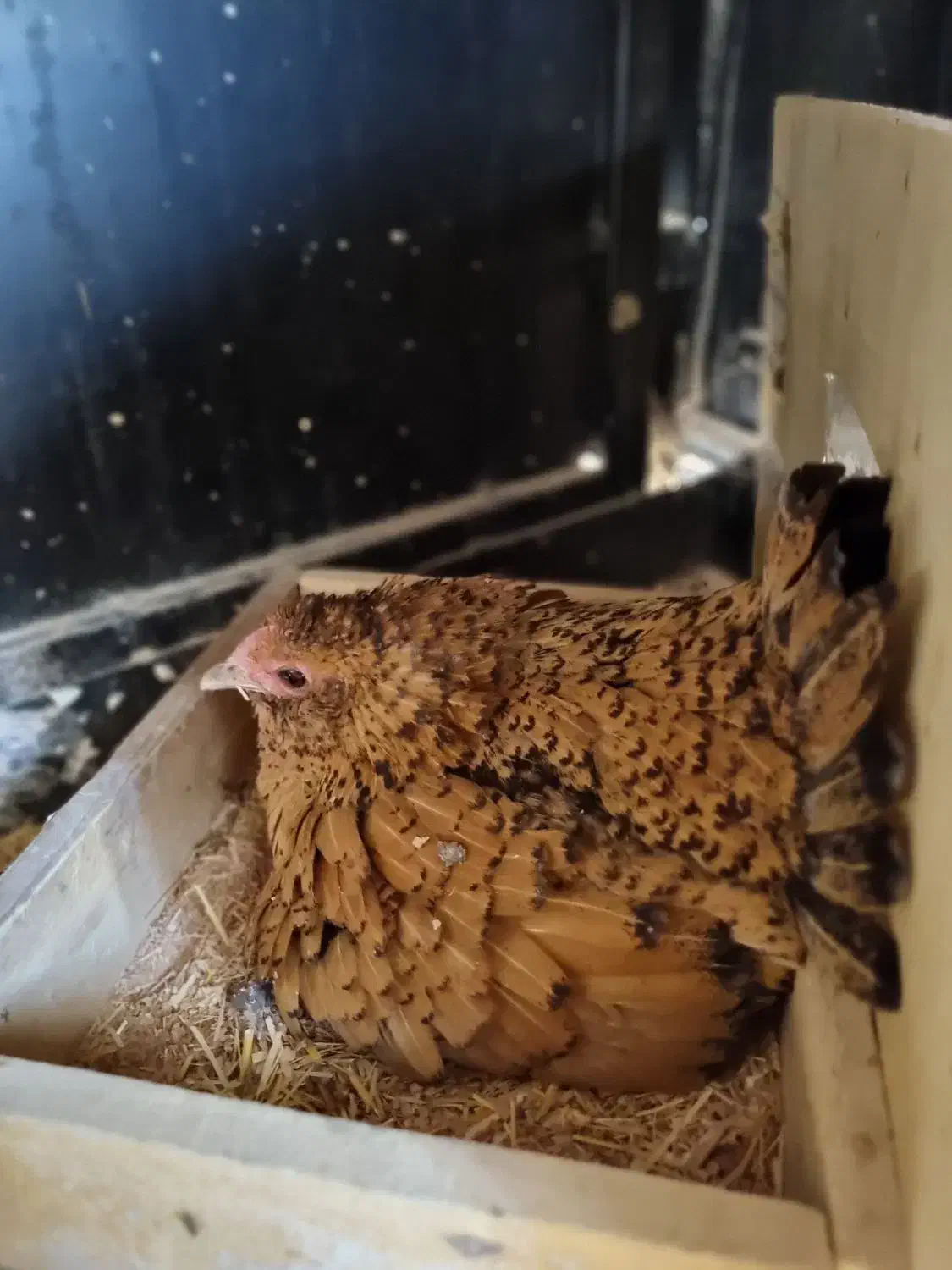 مرغ مینیاتوری گلین|حیوانات مزرعه|قم, خداکرم|دیوار