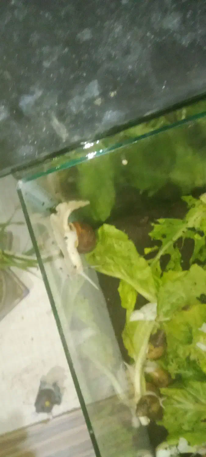 فورش حلزون اچتینا مولد|خزنده|خرمدره, |دیوار