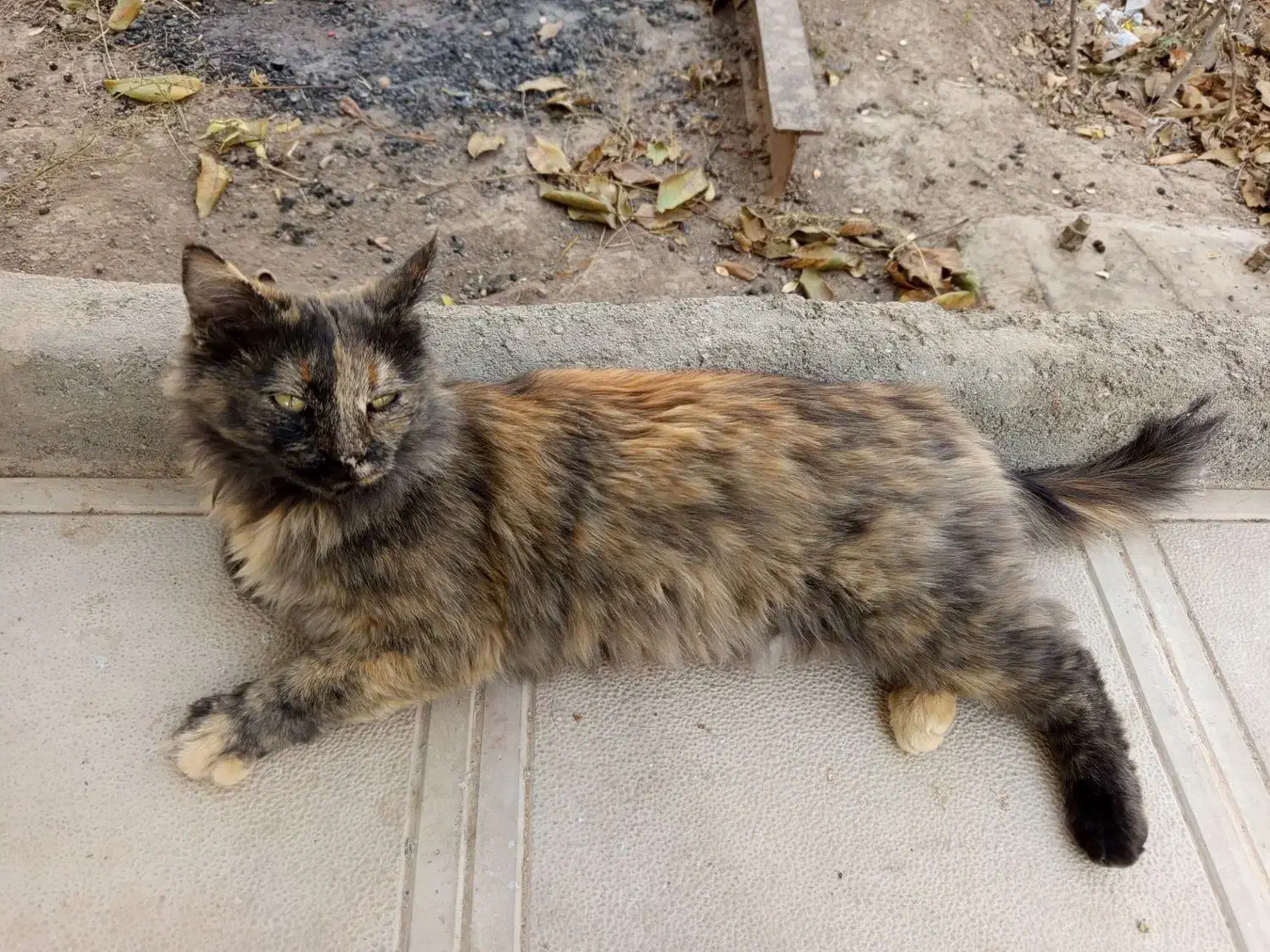 یک گربه پرشین زیبا و آرام|گربه|مشهد, کوثر|دیوار