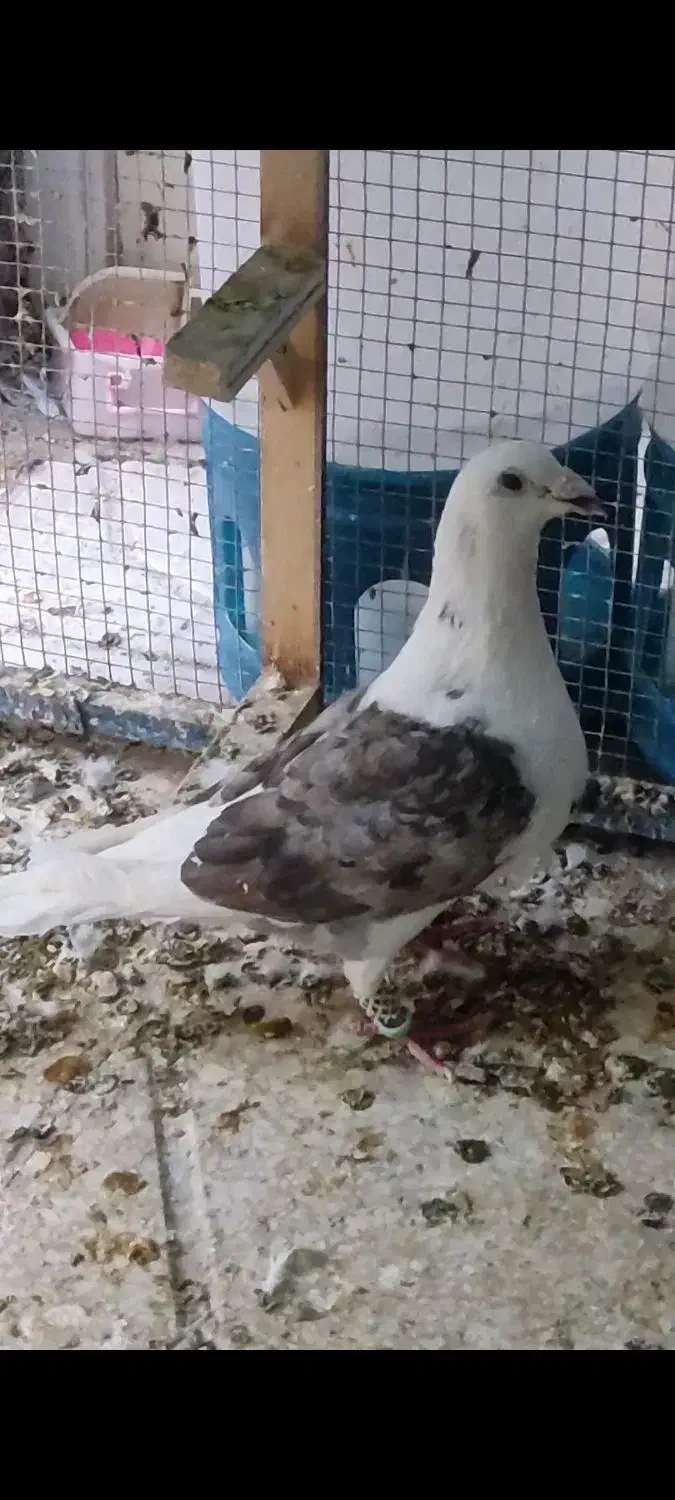 پشت کویتی|پرنده|اسلامیه, |دیوار