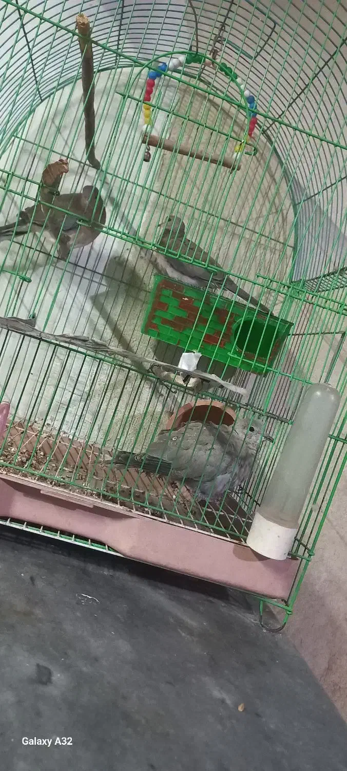 کبوتر خانگی|پرنده|زهک, |دیوار