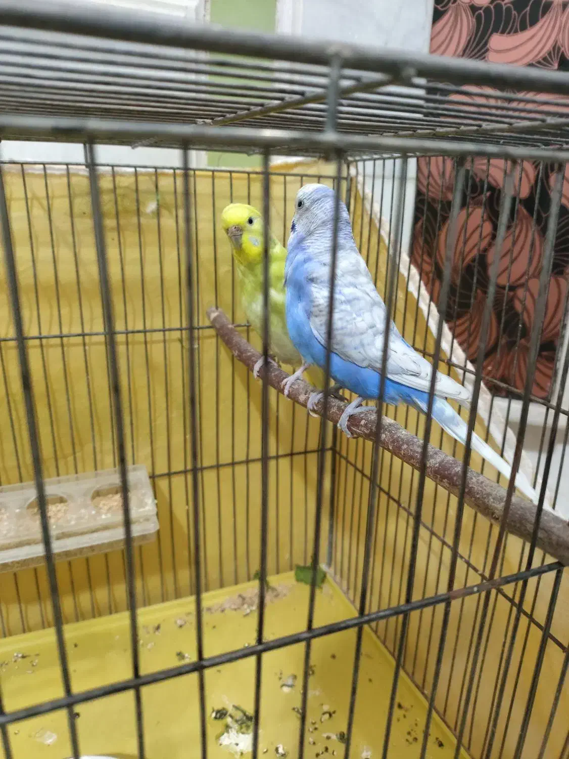 جفت مرغ عشق اسپانگل|پرنده|کرمان, |دیوار