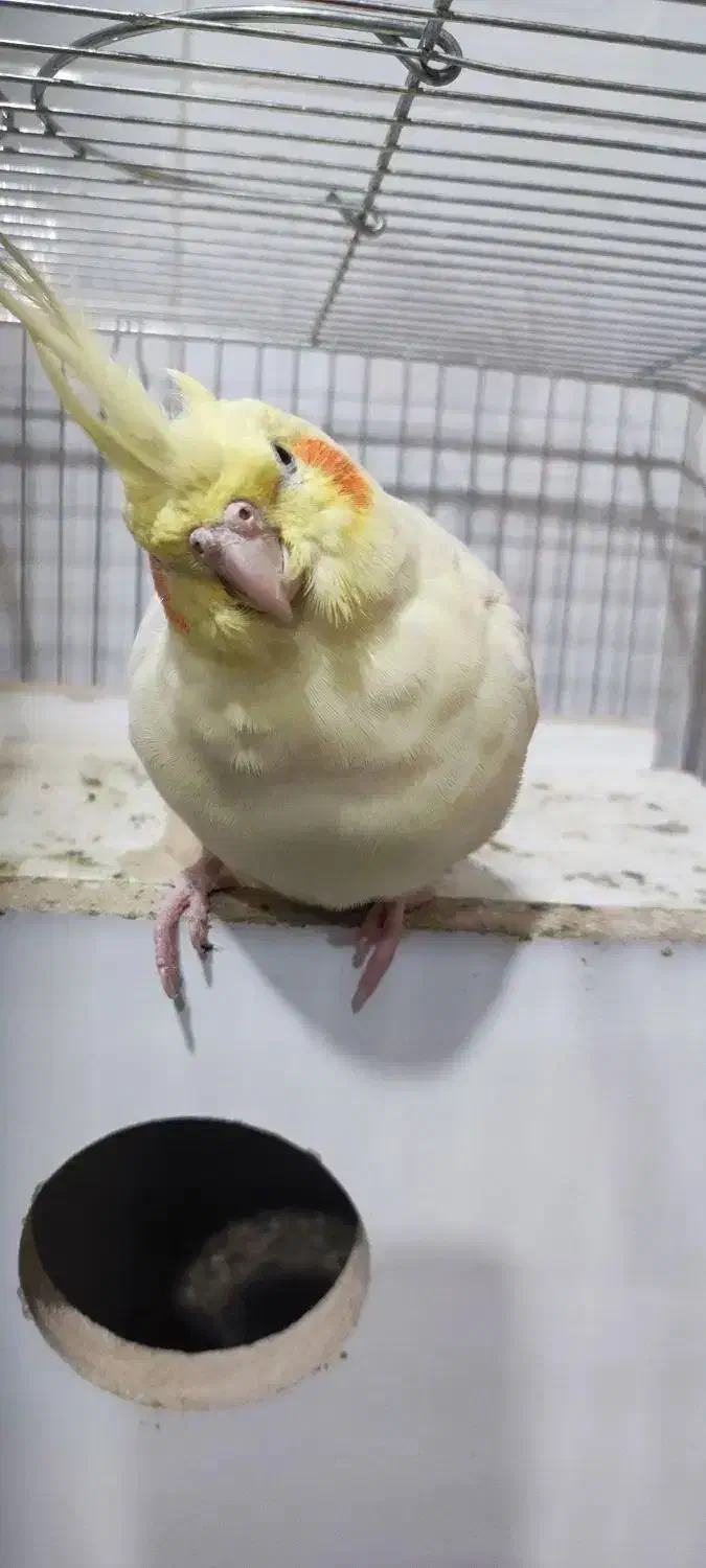 یک عدد عروس هلندی|پرنده|بوکان, |دیوار