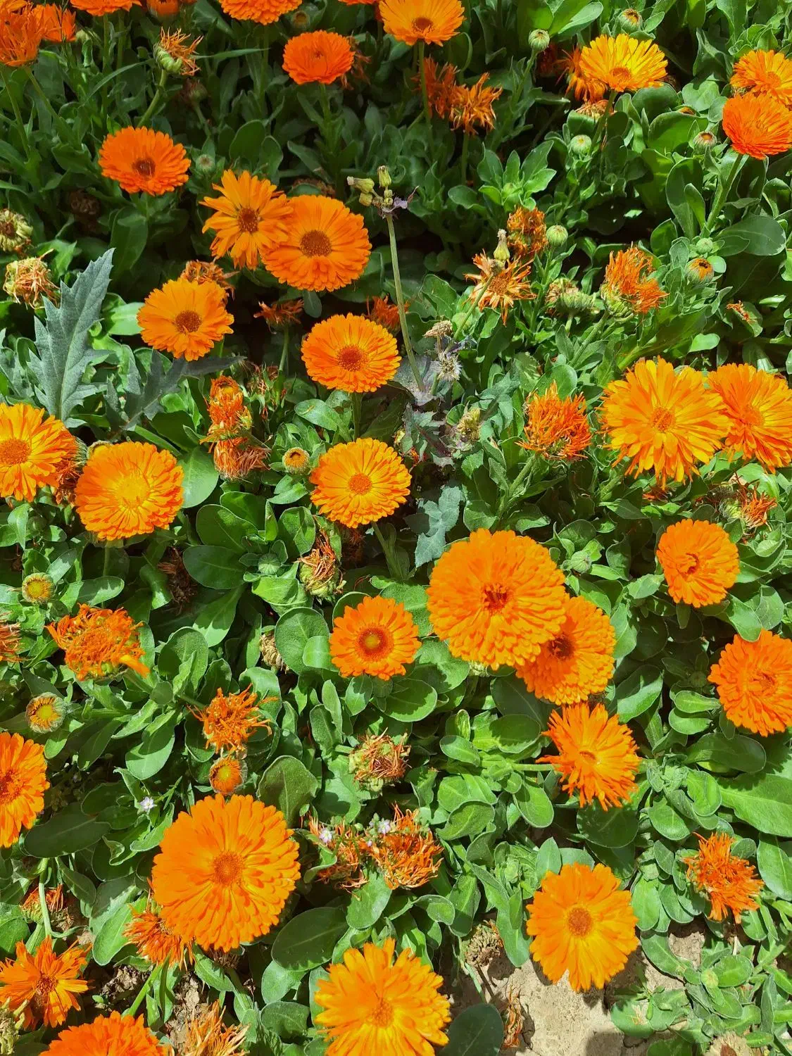 زمین در هشتگردفاز2|فروش زمین و ملک کلنگی|هشتگرد, شهرک صنعتی هشتگرد|دیوار