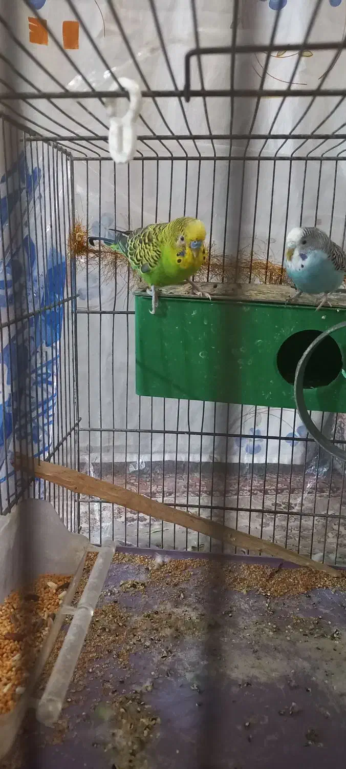 مرغ عشق سرحال|پرنده|ابهر, |دیوار