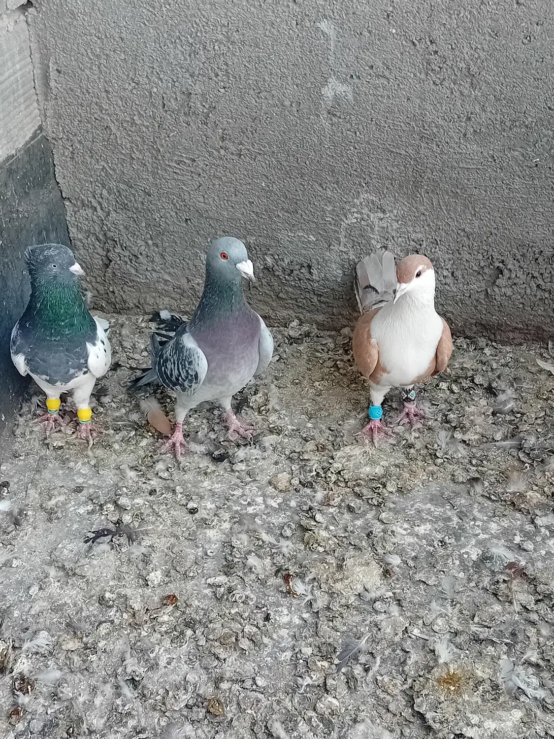 پرنده فروشی|پرنده|طرقبه, |دیوار