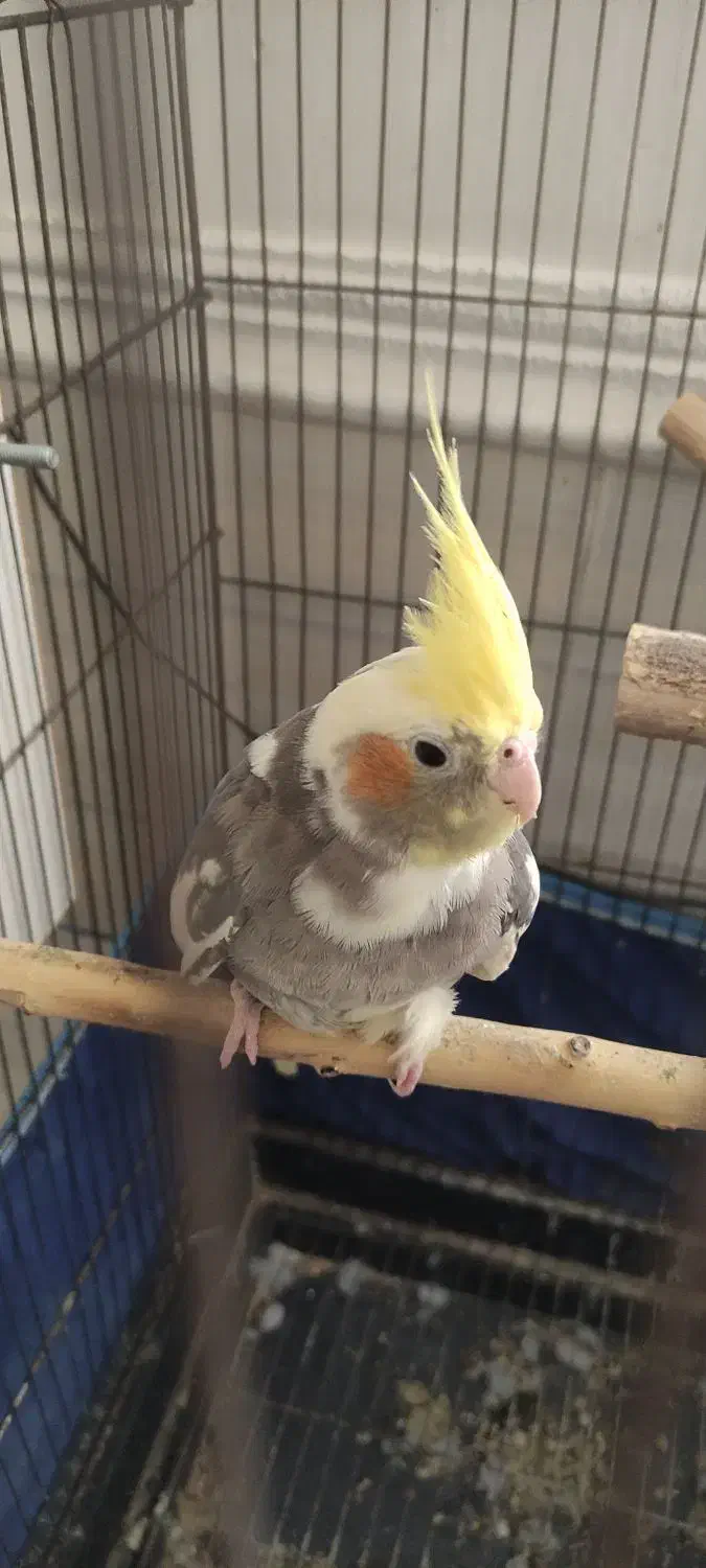 عروس هلندی ماده|پرنده|برازجان, |دیوار