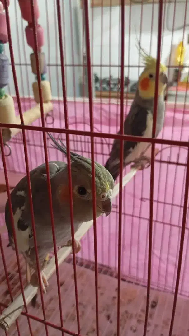 عروس هلندی نر و ماده|پرنده|رشت, نامجو|دیوار