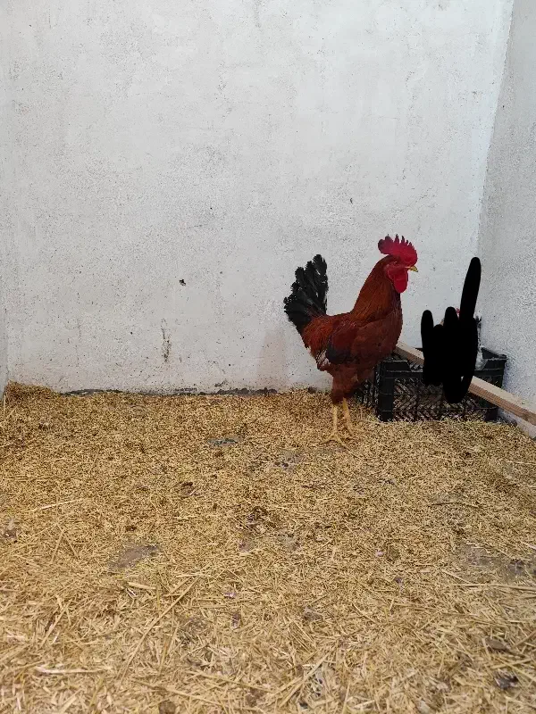 خروس عربی|حیوانات مزرعه|امیدیه, |دیوار