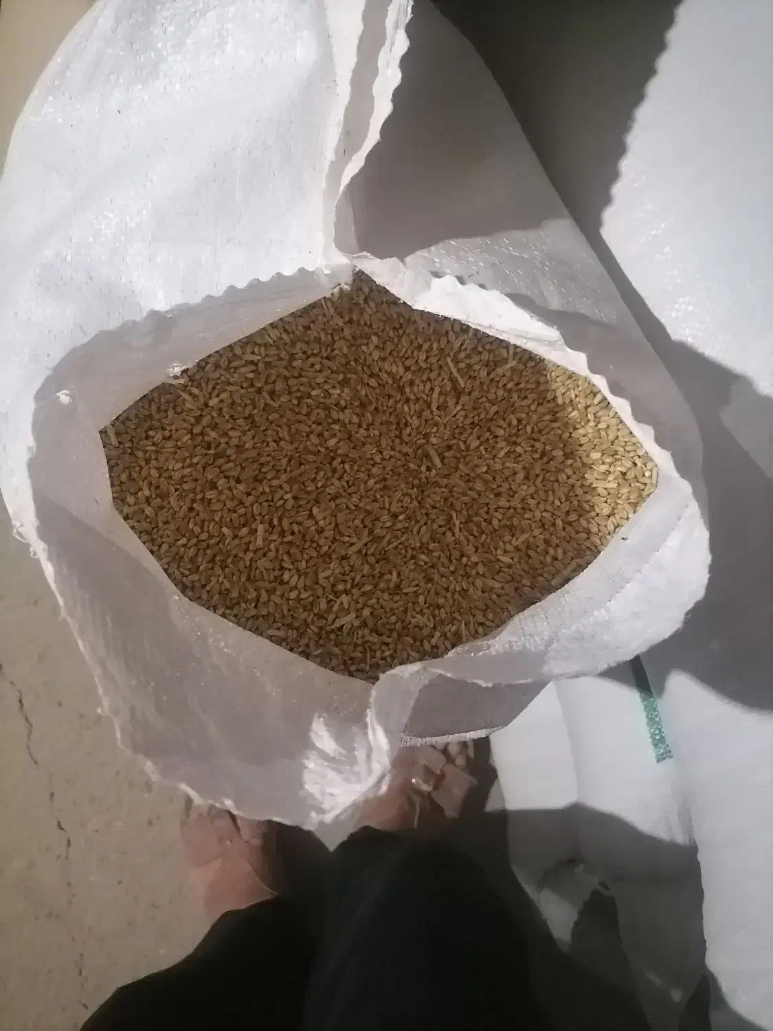 گندم پیشگام ابی|خوردنی و آشامیدنی|ایلخچی, |دیوار